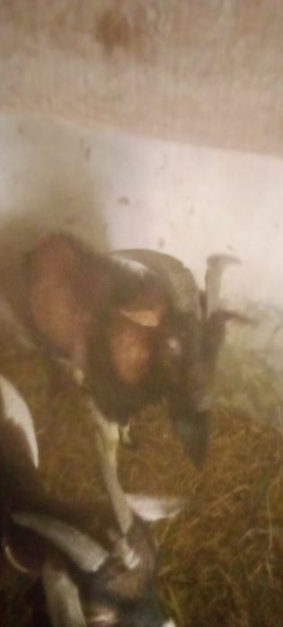 Tenho cabritos anões para ceder