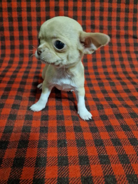 Цуценя чихуахуа дівчинка
