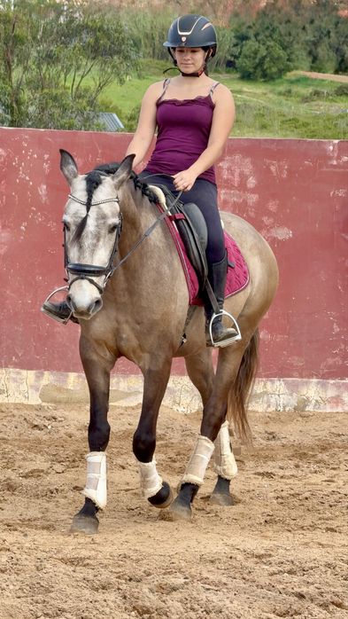 Cavalos com  5 anos Especial para passeios!!!
