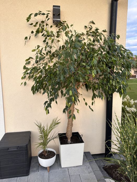 Kwiat Fikus Beniamin