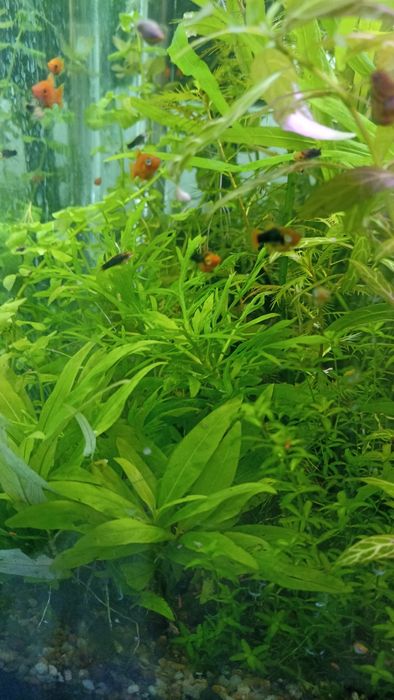 Продам аквариумные растения в ассортименте эхинодорусы, длиностебелька