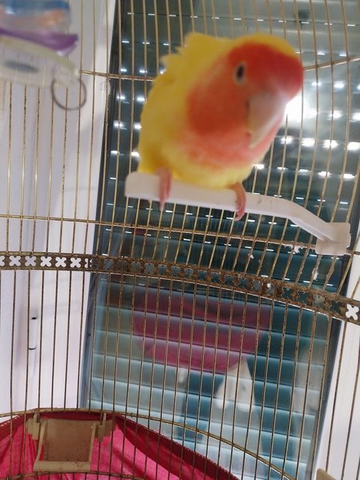 Agaporni mais tripé e gaiola