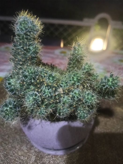 Продам квіти не дорого!