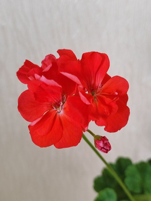 Пеларгонія-Бонсай Рожева Ніжна Сортова Герань