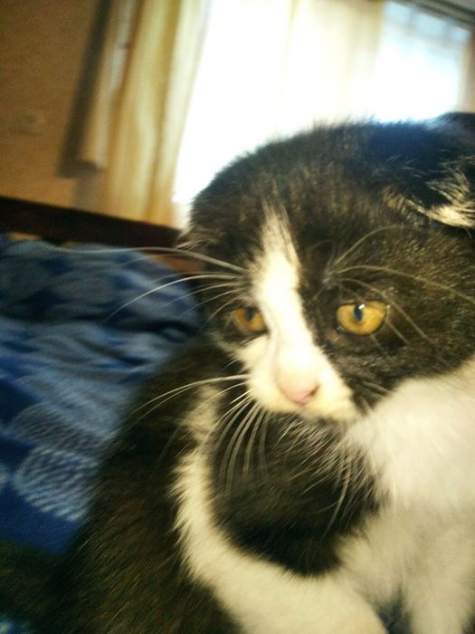 Котики потребують домівки!
