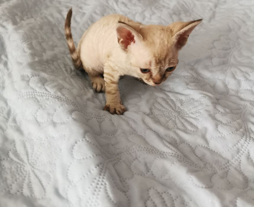 Kocurek Devon Rex