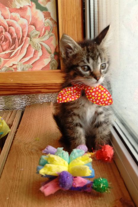 Маленька кошечка  Мишель