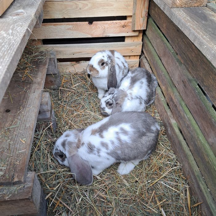 Kruliki barany francudkie