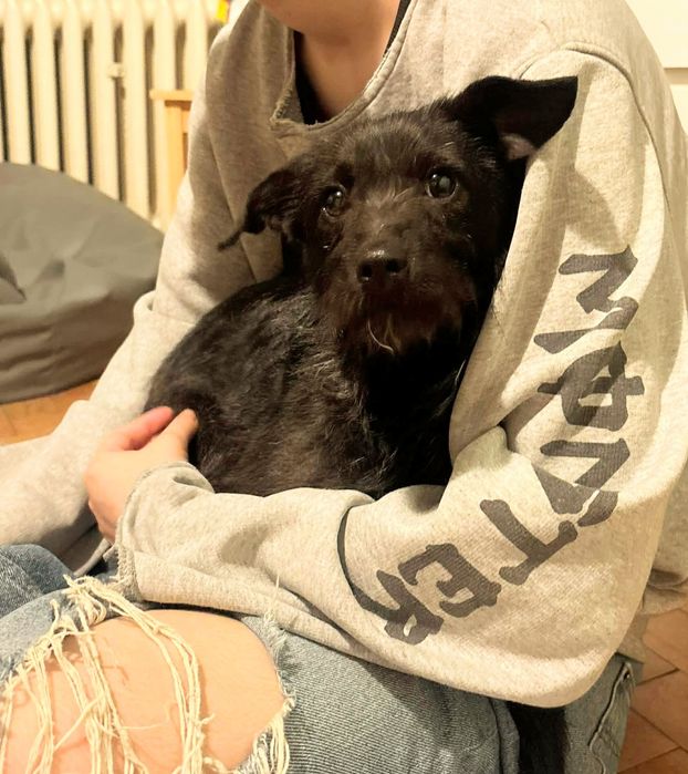 Ali suczka z interwencji do adopcji