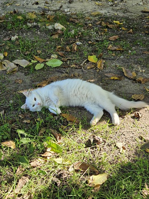 отдам даром котика