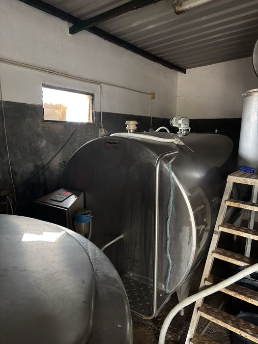 Vendo vaca raça frisia e estojo de ordenha