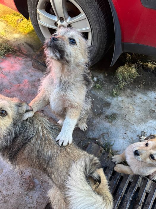 Цуценята. Дві дівчинки