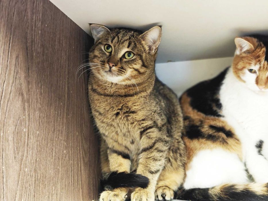 Смугастий котоДжмелик чудовий компаньйон! Коти кошеня кіт