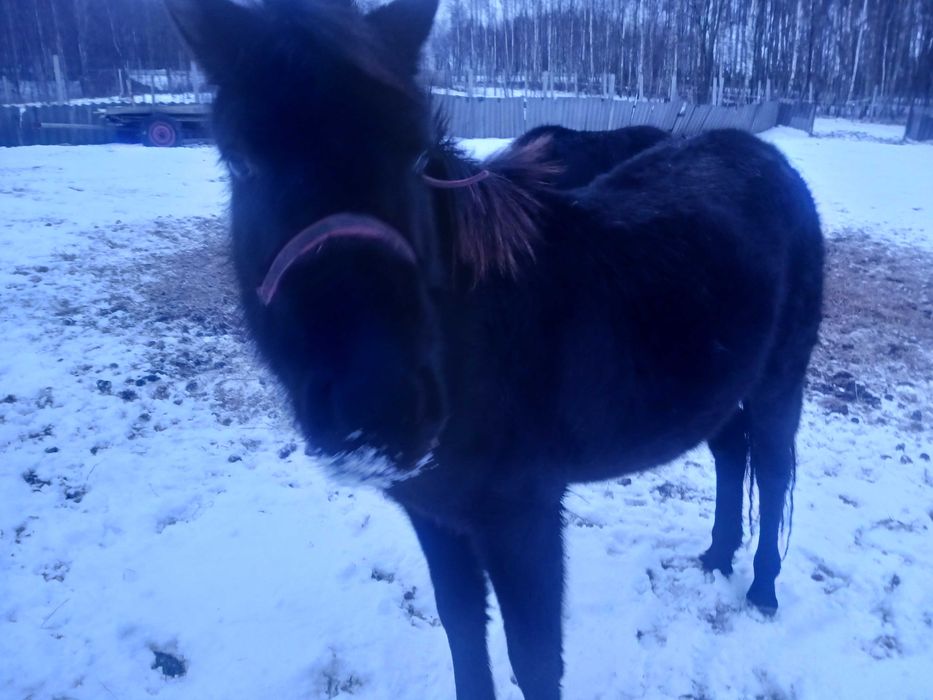 Sprzedam klacz huculską