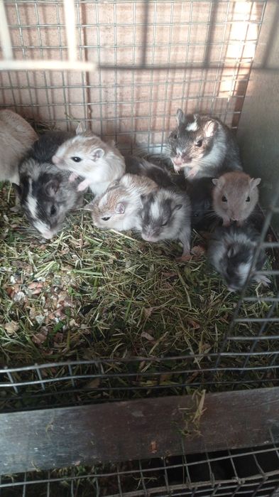 Мишки піщанки,гризуни