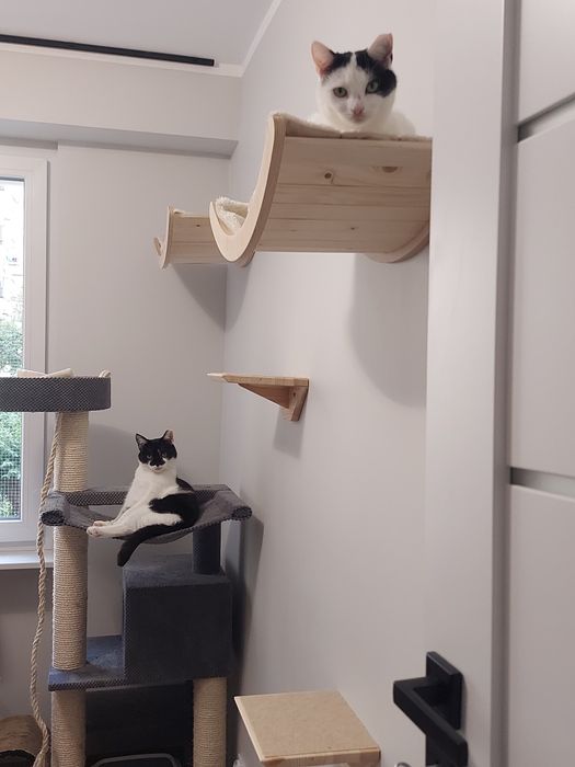 Candy i Cookie dwie wspaniałe kotki szukają domu