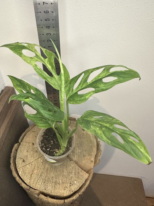 Монстера Monstera Adansonii Mint Indonesia.
