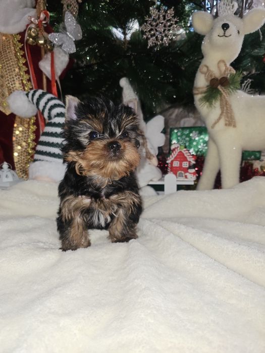 Йоркширский терьер щенок мальчик