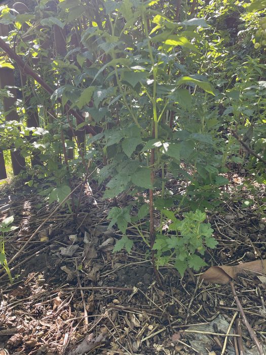 Sadzonka maliny czerwonej kopana z gruntu