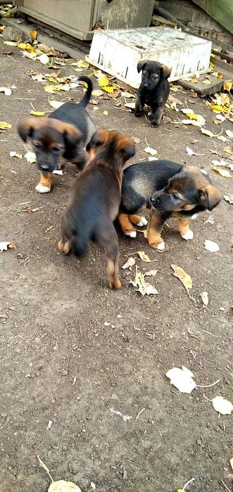 Бесплатно.Щенки. Милые детки. Бесплатно