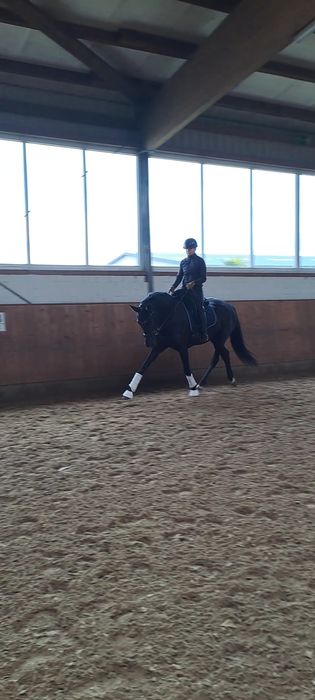 Trening koni | Zajeżdżanie | Praca z młodymi i problematycznymi końmi