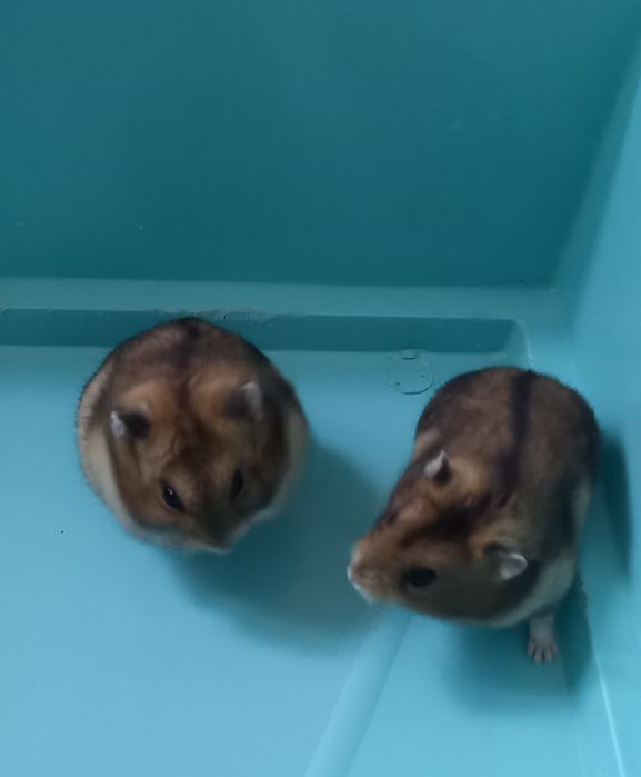 Джунгарские хомячки ,месячные малыши