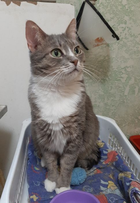 Кошечка в добрі руки!