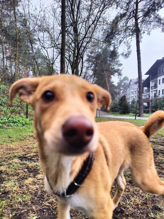 БЕЗКОШТОВНО! Цуценя 4 міс, домашній. Київ/область