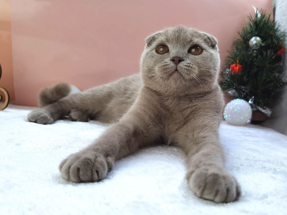 Шотландская вислоухая девочка с документами клуба и прививками