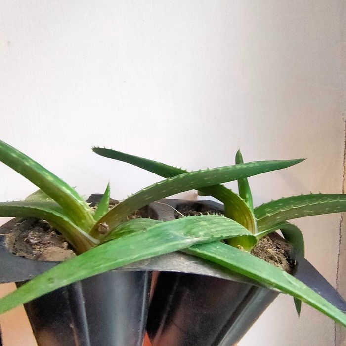 сукуленти кактус алоє вєра композиція флораріум