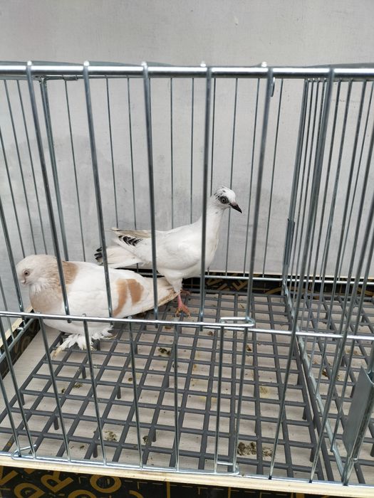 Gołebie ozdobne czeple