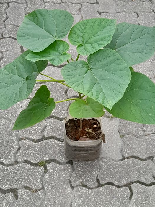 Paulownia elongata