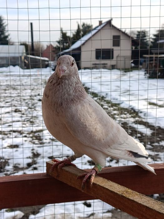 Gołąb pocztowy almond