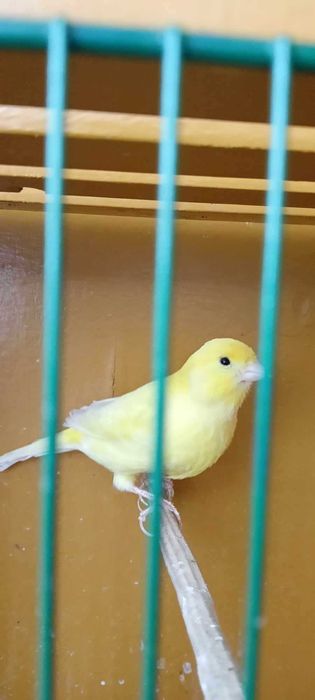 Kanarek Koroniak Niemiecki