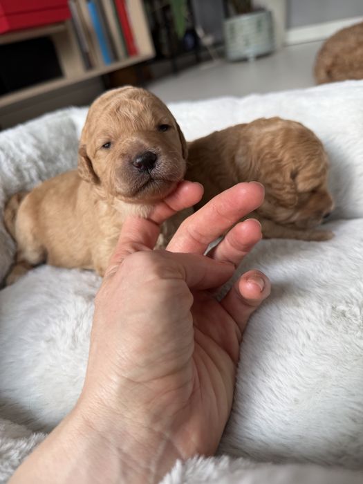 Goldendoodle F1b średni- piękna suczka