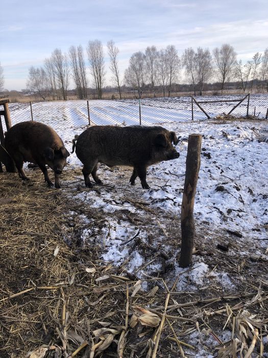 Продам  свиноматку. Та кнура