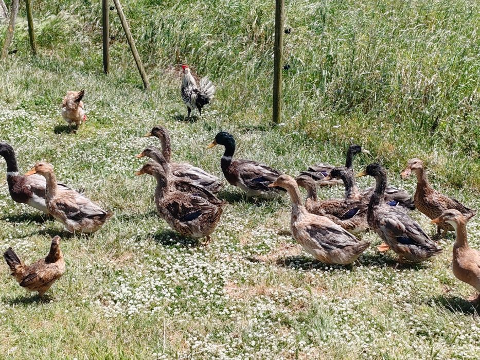 Ovos Patos jardim juvenis ornamentais