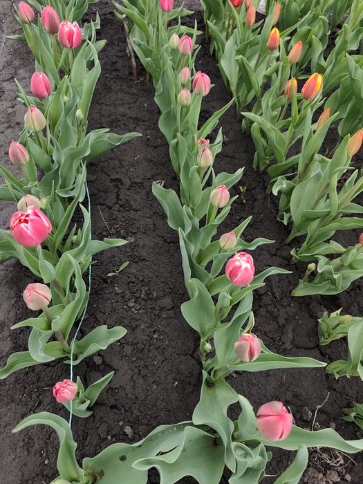 Голландські тюльпани