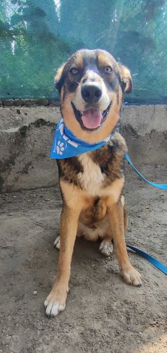 Dostojny Kajko do adopcji
