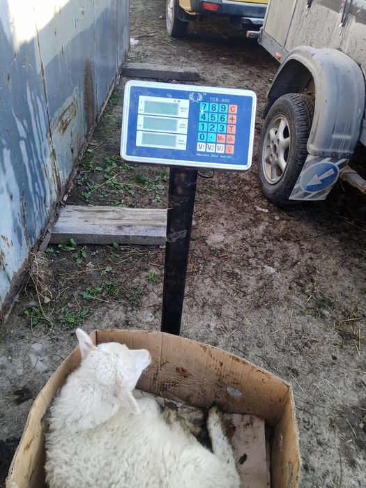 Продаються ягнята