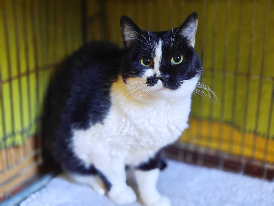 Учтивая красавица кошечка Кенди 1,5 год ждет свою семью