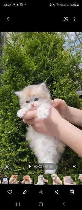 Британська дівчинка голубе золото