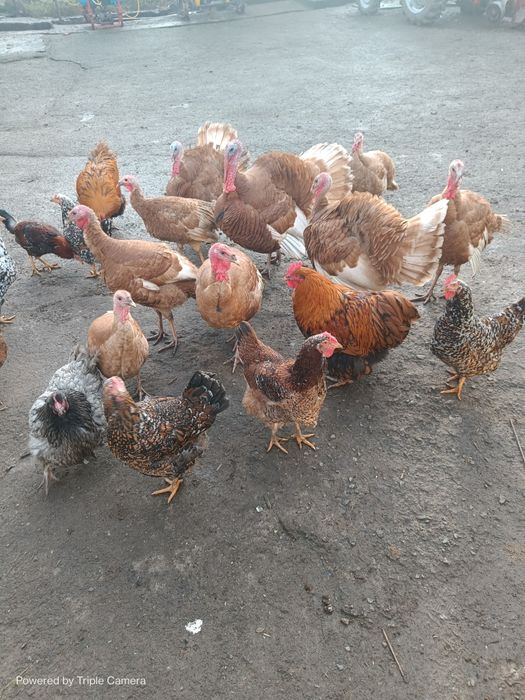 Продам інкубаційні яїчка, індичата  індиків червоний бурбон,!