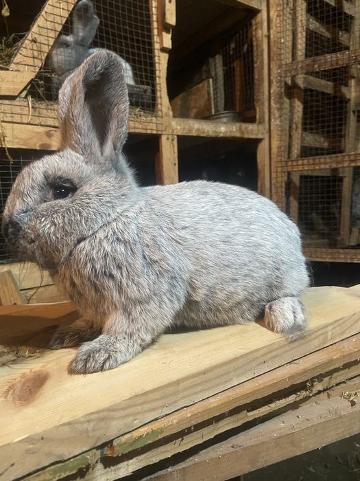 Велике Світле Срібло