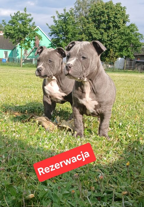 Piękne szczenięta American Staffordshire Terrier