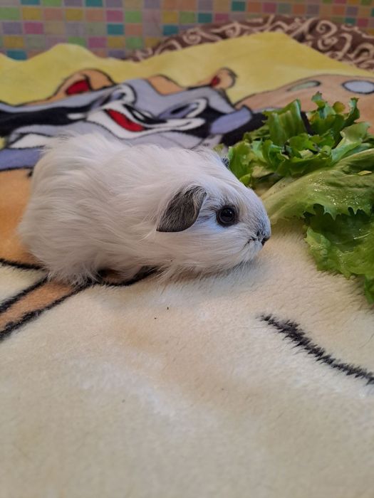 Морська свинка дівчинка