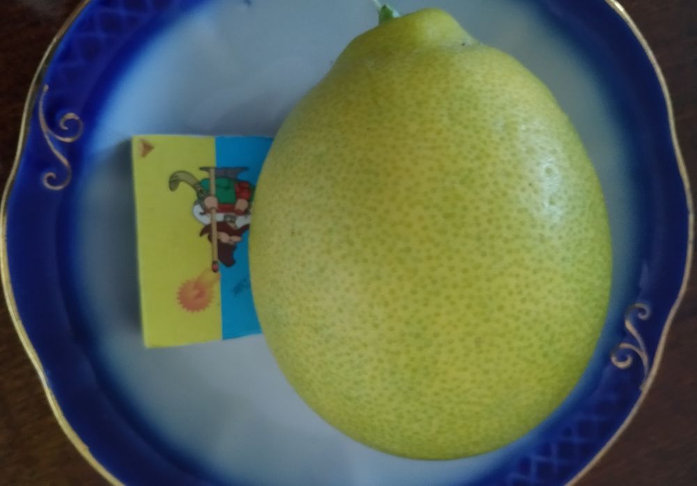 Лимон для домашнього вирощування
Цей лимон для домашнього вирощування.