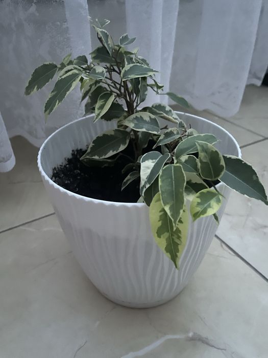 Вазон в глечику гарний