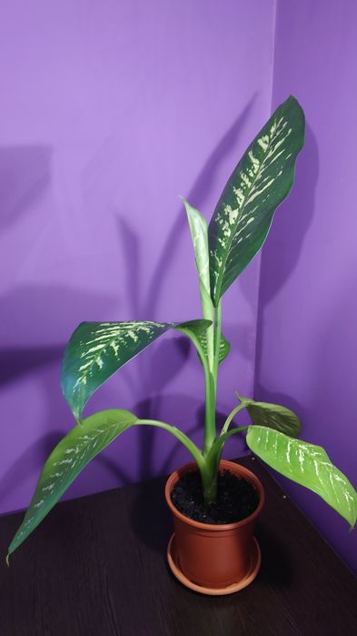 Діфенбахія вазон, кімнатна рослина