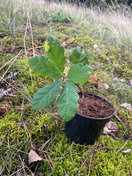 Sadzonki dębu, dąb staropolski sadzonki
